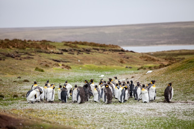 Observer les pingouins de Magellan