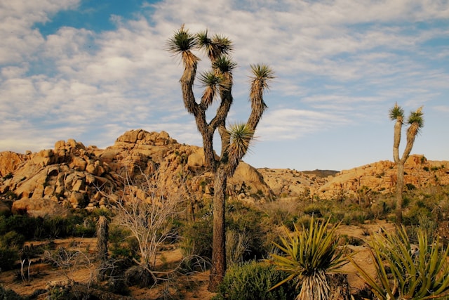 Jardins et parcs à visiter