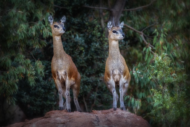 Observer les gazelles